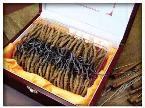 南开乡冬虫夏草回收